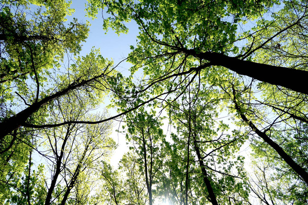 Ветви деревьев в поле зрения снизу в небо
 - Фото, изображение