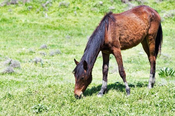 Ló-ra-a tavaszi rét - Fotó, kép