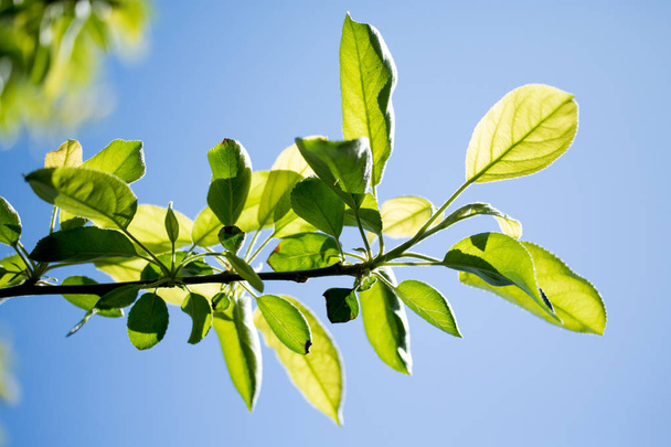 Zielone liście na niebie - Zdjęcie, obraz