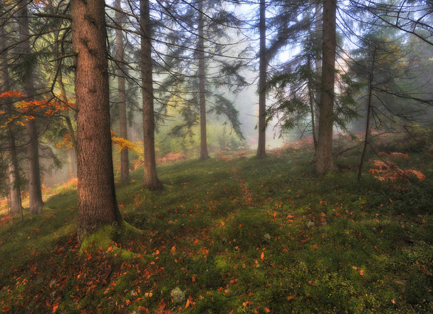 jesień las. mglisty poranek w lesie bajki. Karpackich lasów - Zdjęcie, obraz