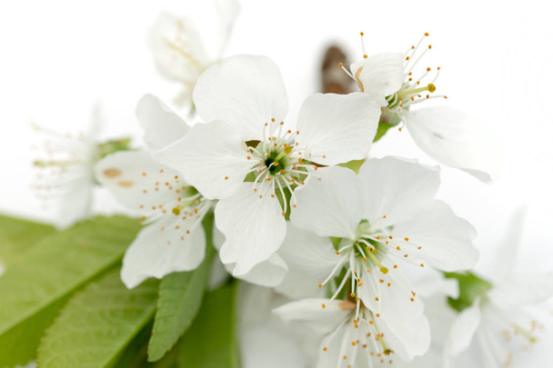 květy jabloní izolovaných na bílém pozadí - Fotografie, Obrázek