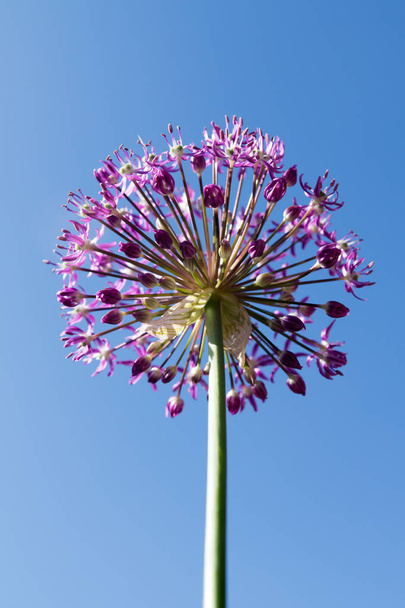 close-up of garlic purple flower - Photo, Image