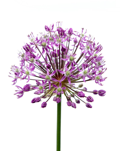 Garlic flower decorative on white background - Photo, Image