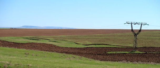 Herbe des prairies vertes arable, printemps
 - Photo, image