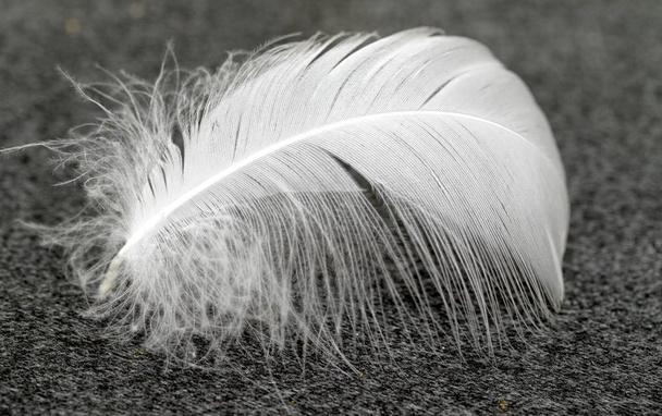 Macro de pluma de cisne blanco
 - Foto, imagen