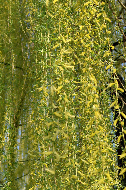 The willow tree blooms - Photo, Image