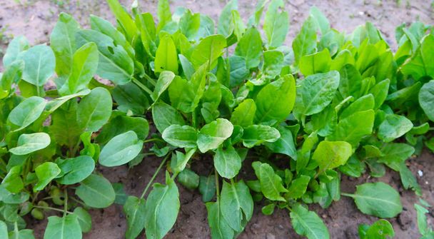 Green Szczaw, rośnie w glebie - Zdjęcie, obraz