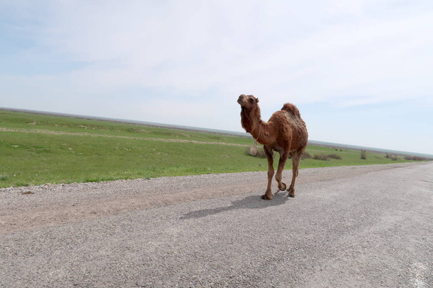 καμήλα στον δρόμο - Φωτογραφία, εικόνα