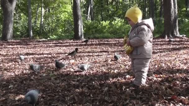 Boy in autumn park feeding pigeons - Footage, Video