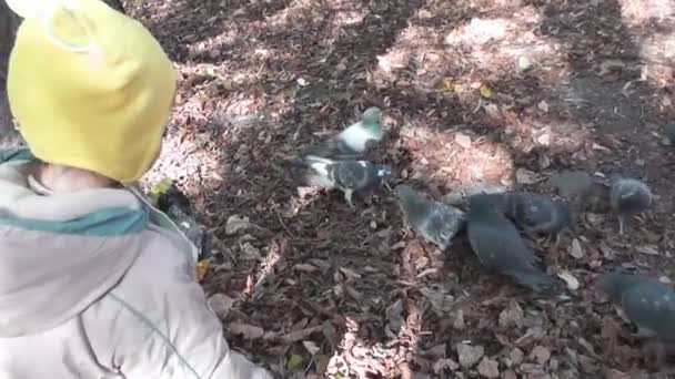 Fiú őszi parkban galambok takarmányozása - Felvétel, videó