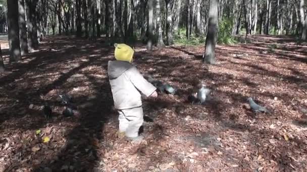 Boy in autumn park feeding pigeons - Filmati, video