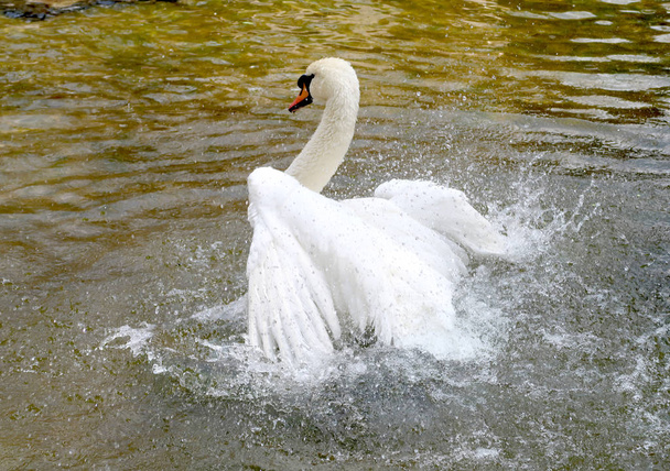 Witte zwaan wordt gereinigd in water - Foto, afbeelding