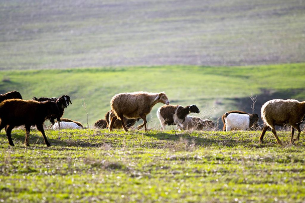 A flock of sheep on a green meadow - 写真・画像