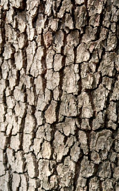 Gray bark of a tree texture - Fotoğraf, Görsel