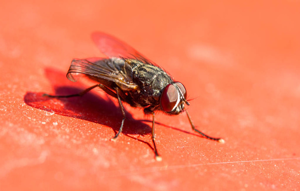 Gran mosca en rojo
 - Foto, imagen