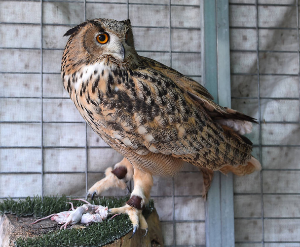 royal owl in spain - Fotó, kép