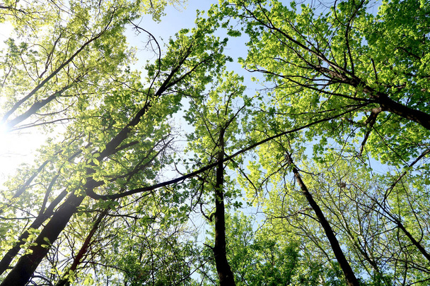 Gałęzie drzew w widok od dołu w niebo - Zdjęcie, obraz