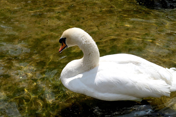 Cisne branco em um lago
 - Foto, Imagem