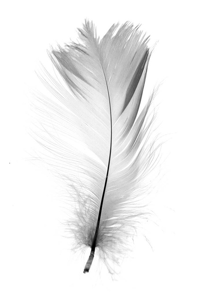 Piuma bianca isolata su sfondo bianco
 - Foto, immagini