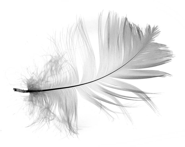 Pluma blanca aislada sobre fondo blanco
 - Foto, imagen