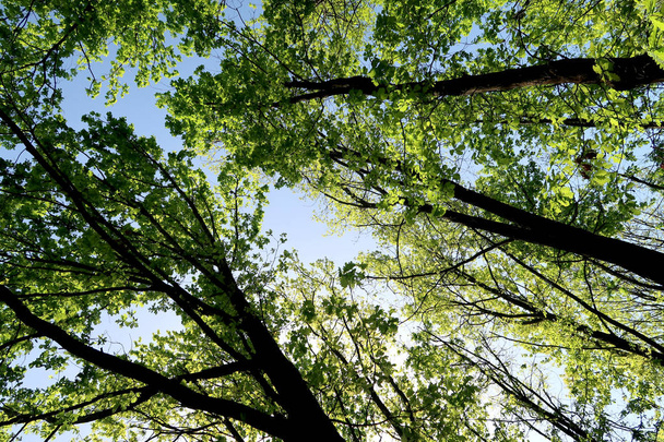 Puiden oksat näkymässä alhaalta taivaalle
 - Valokuva, kuva