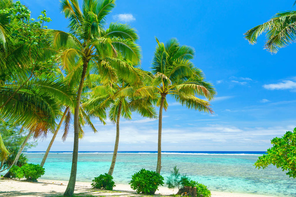 Идиллический пляж с пальмами и голубой водой в Раротонге на островах Кука
 - Фото, изображение