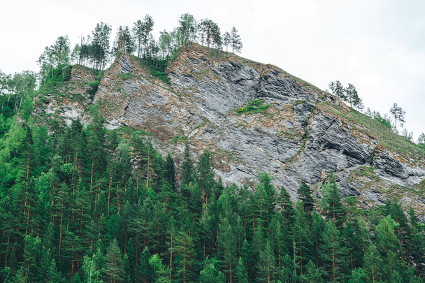 the hillside is covered with trees - Φωτογραφία, εικόνα
