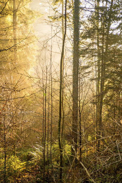 森の中の太陽光線 - 写真・画像