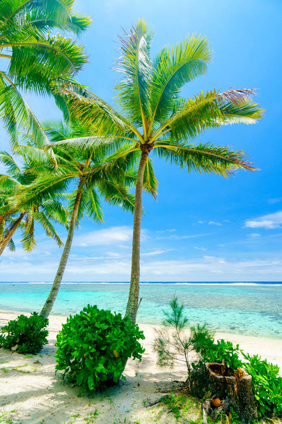 ヤシの木と青い水で、クック諸島のラロトンガの牧歌的なビーチ - 写真・画像