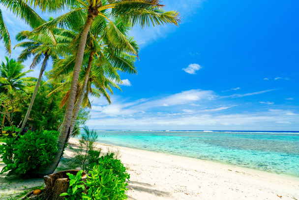 Une plage idyllique avec des palmiers et de l'eau bleue à Rarotonga dans les îles Cook
 - Photo, image
