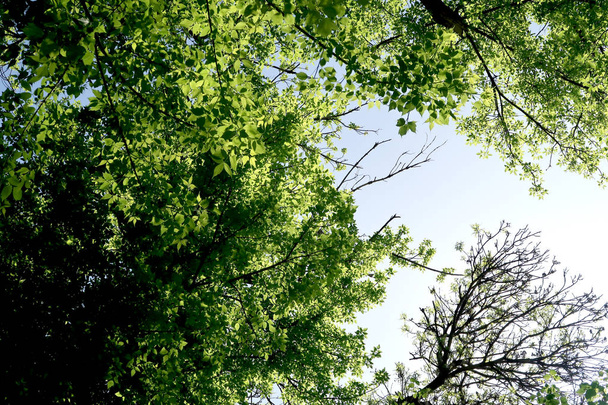 Takken van bomen in de weergave van onderen in de hemel - Foto, afbeelding
