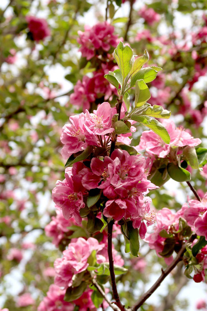 Pink flowers of apple, spring - Zdjęcie, obraz