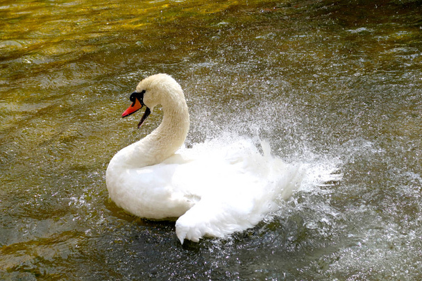 Cisne branco em um lago
 - Foto, Imagem