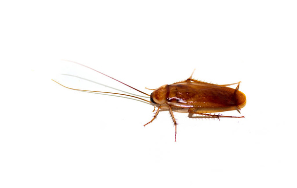Cockroach on white background - Photo, Image
