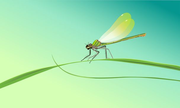 Insecto libélula
 - Vector, imagen