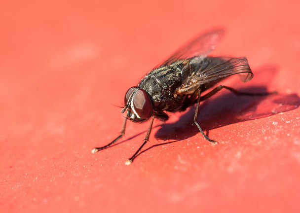 Gran mosca en rojo
 - Foto, Imagen