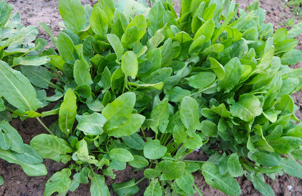Зеленая соррель растет в почве
 - Фото, изображение