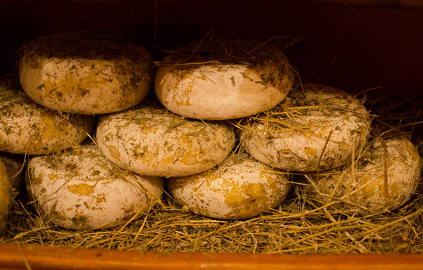 Ruedas de queso pecorino cubiertas de paja, Pienza, Italia
 - Foto, imagen