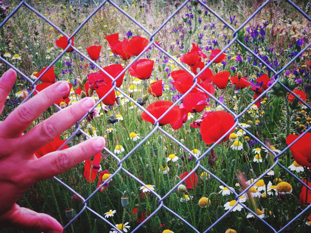 ruce a nádherné divoké květiny za mřížkama  - Fotografie, Obrázek