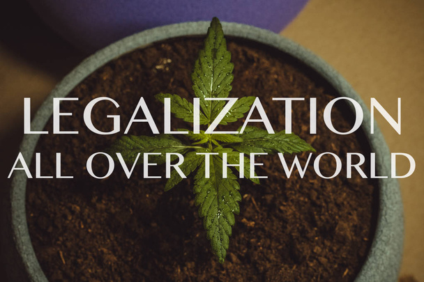Ontkiemen van medische marihuana. Marihuana plant binnenshuis groeit. Cannabis. Legalisatie over de hele wereld - Foto, afbeelding