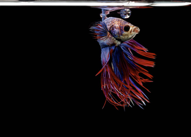 Siamese vechten vis rode vis op een zwarte achtergrond, Halfmoon Betta - Foto, afbeelding