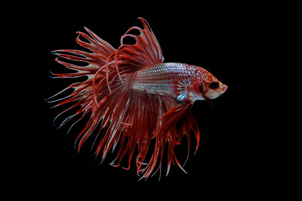 Bojownik czerwony ryby na czarnym tle, Halfmoon Betta - Zdjęcie, obraz