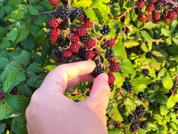 man picking fresh blackberries in the garden  - Photo, Image
