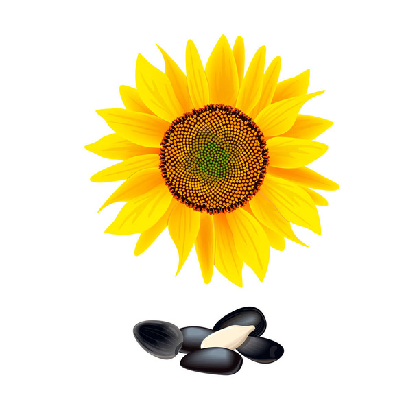 Flower of sunflower isolated on white background. heap of seeds. Vector illustration - Vector, imagen