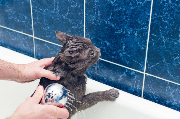 Zwemmend een grijze kat in de badkamer. - Foto, afbeelding