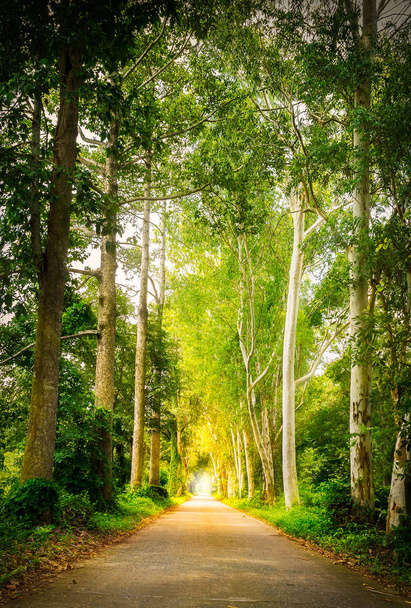 Country road, green tree, and the sunlight. - Foto, afbeelding