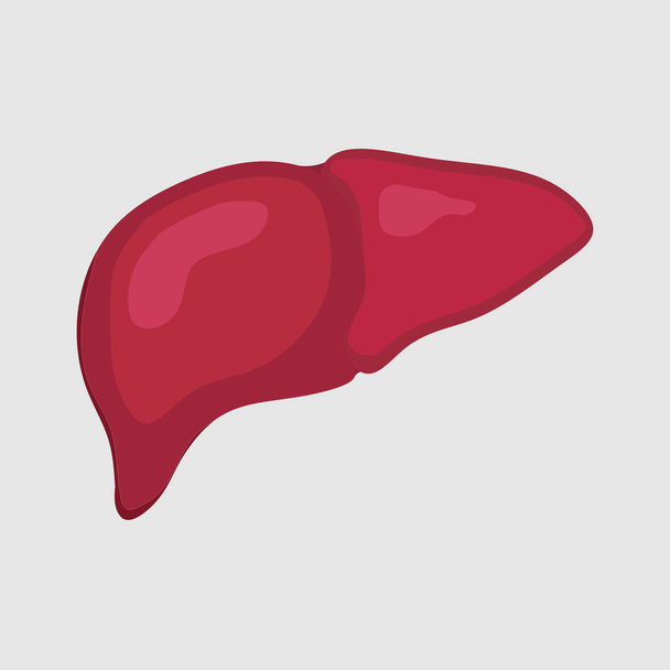 lustration of healthy liver, human body, health medicine, body study, science biology, flat style, vector image - Wektor, obraz