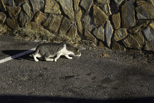 Des chats de rue mangeant en ville, des animaux abandonnés - Photo, image