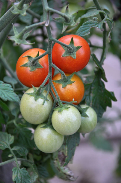 Arbustos de tomate com frutos vermelhos amadurecem em terreno aberto
 - Foto, Imagem