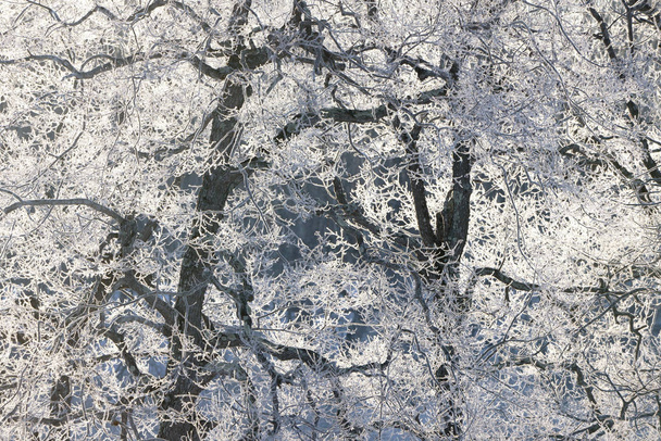 overdekte boom vorst in de winter - Foto, afbeelding